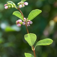 Snowberry
